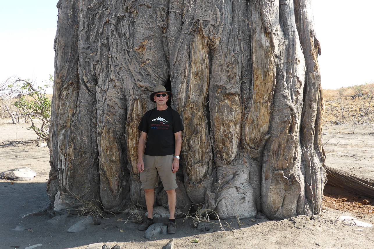 Impressive baobab tree