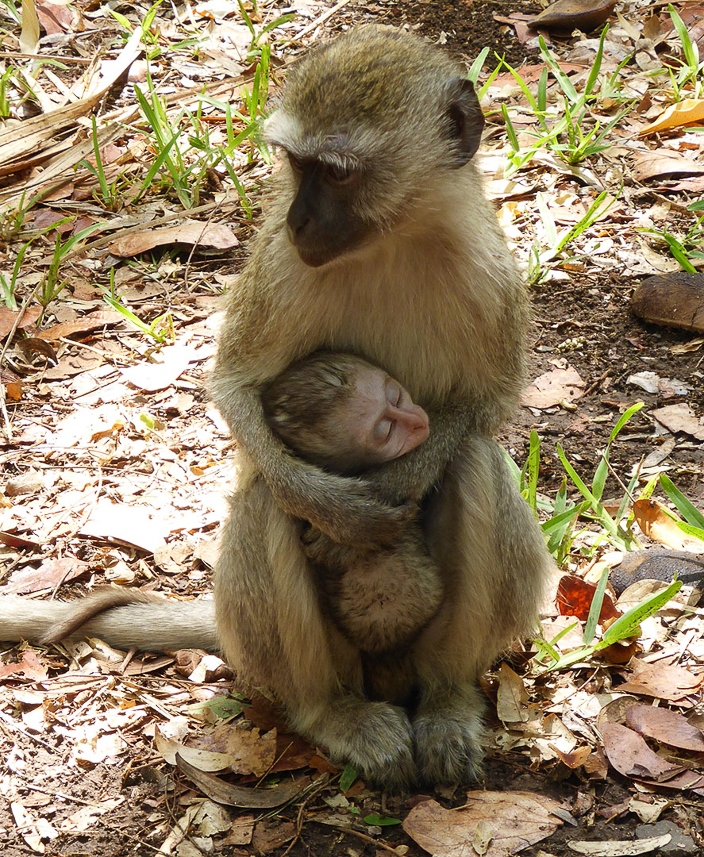 Monkey mother and kid