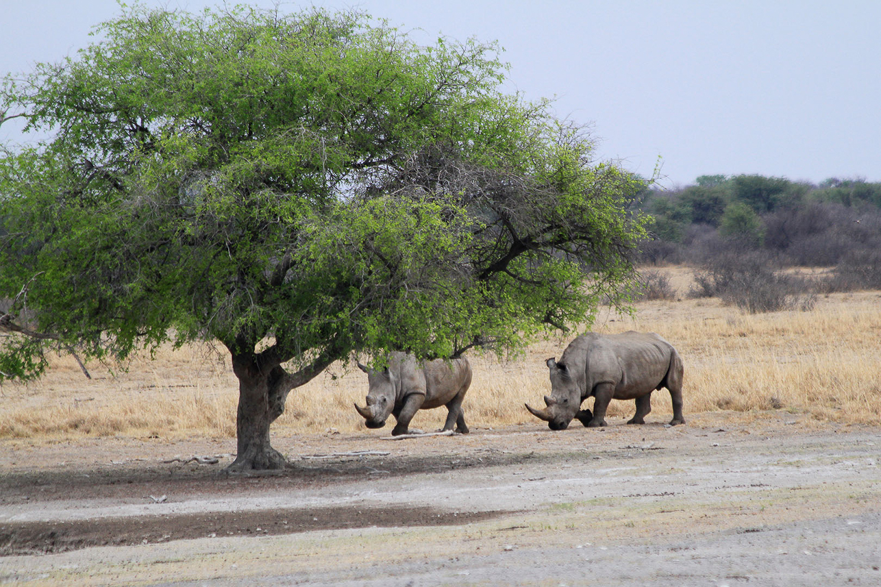 White rhinos coming to the water hole (in the Khama rhino sanctuary for white rhinos)