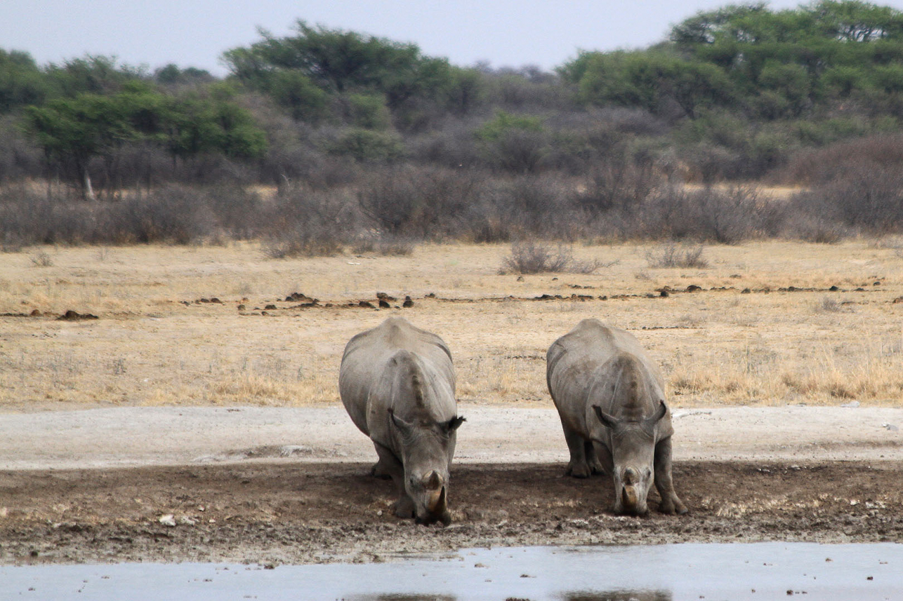 White rhinos at the water hole