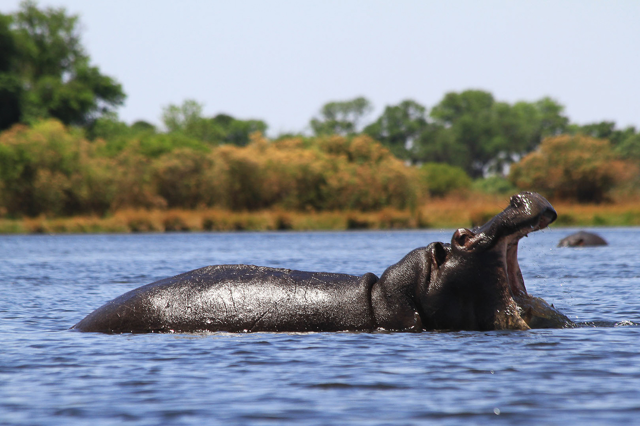 Passing hippos, impressive