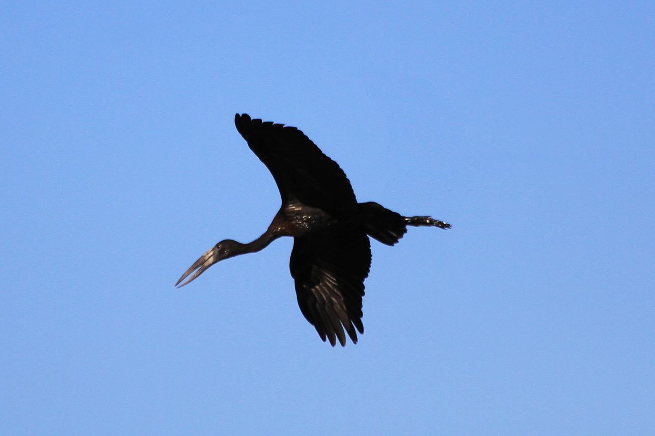 Openbilled stork