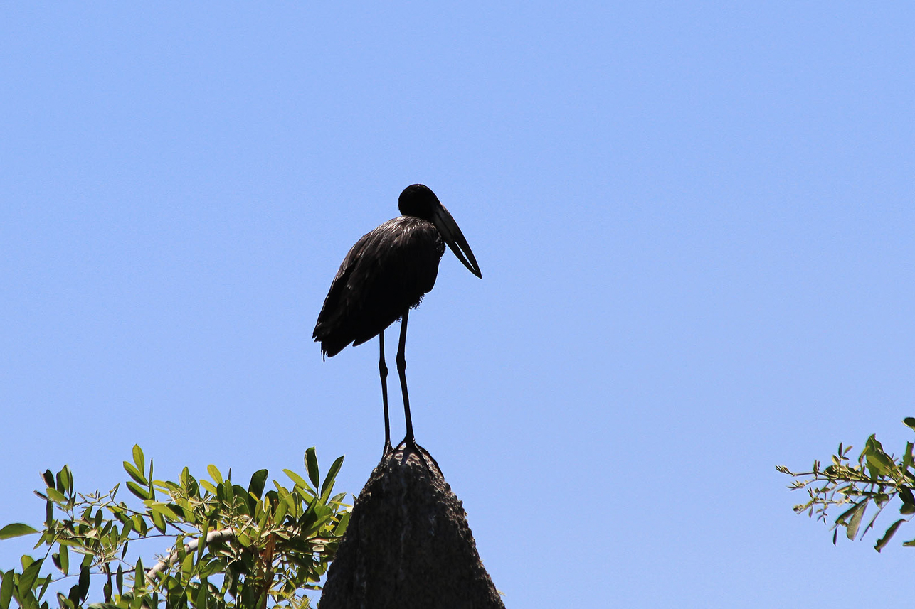 Openbilled stork