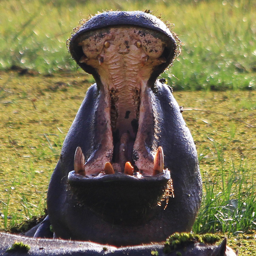 Hippo mouth