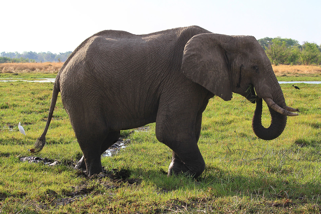 Elephant in the wet landscape