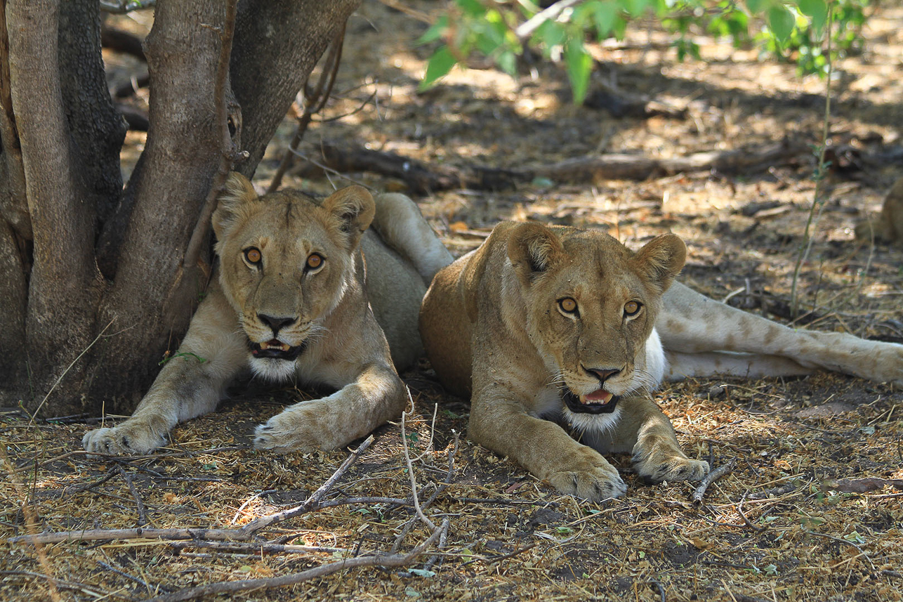 Lions in the shade