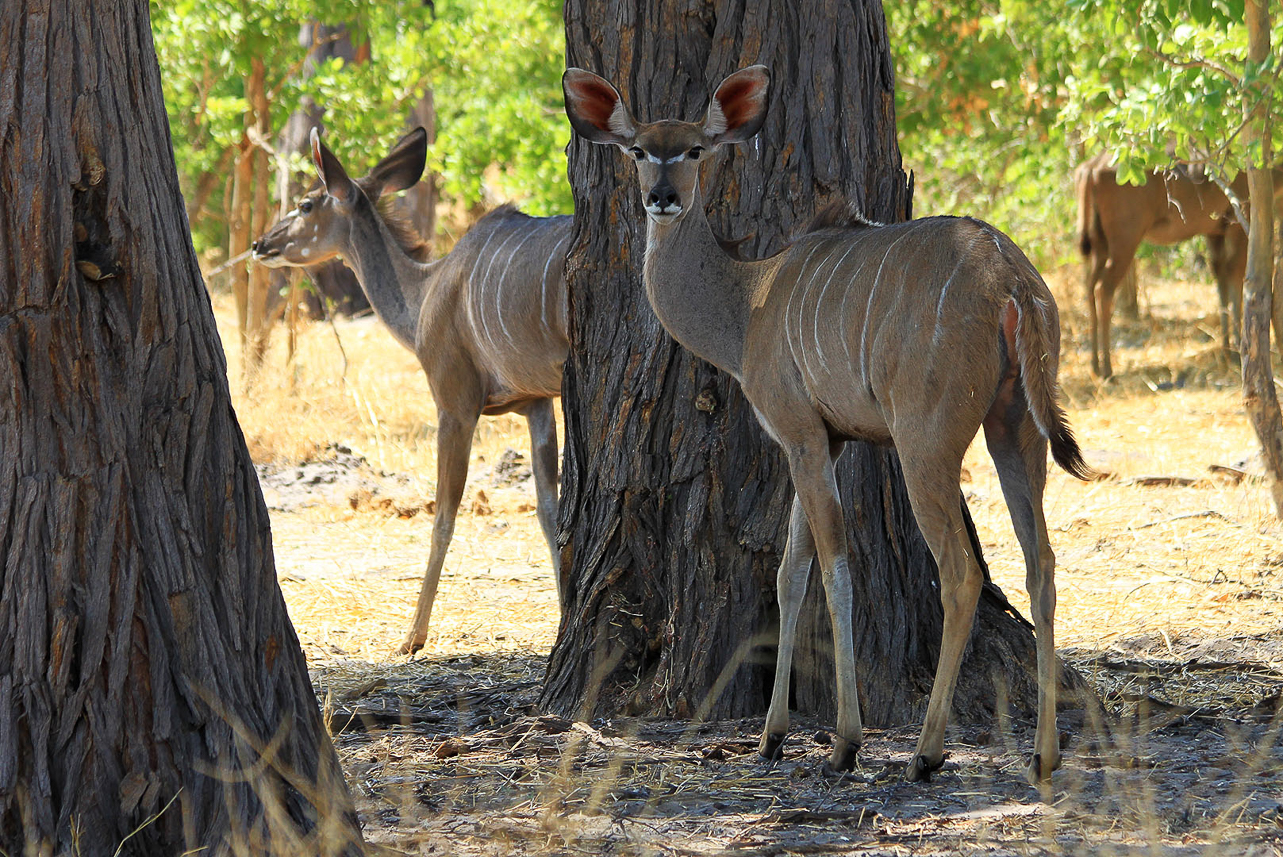 Kudus