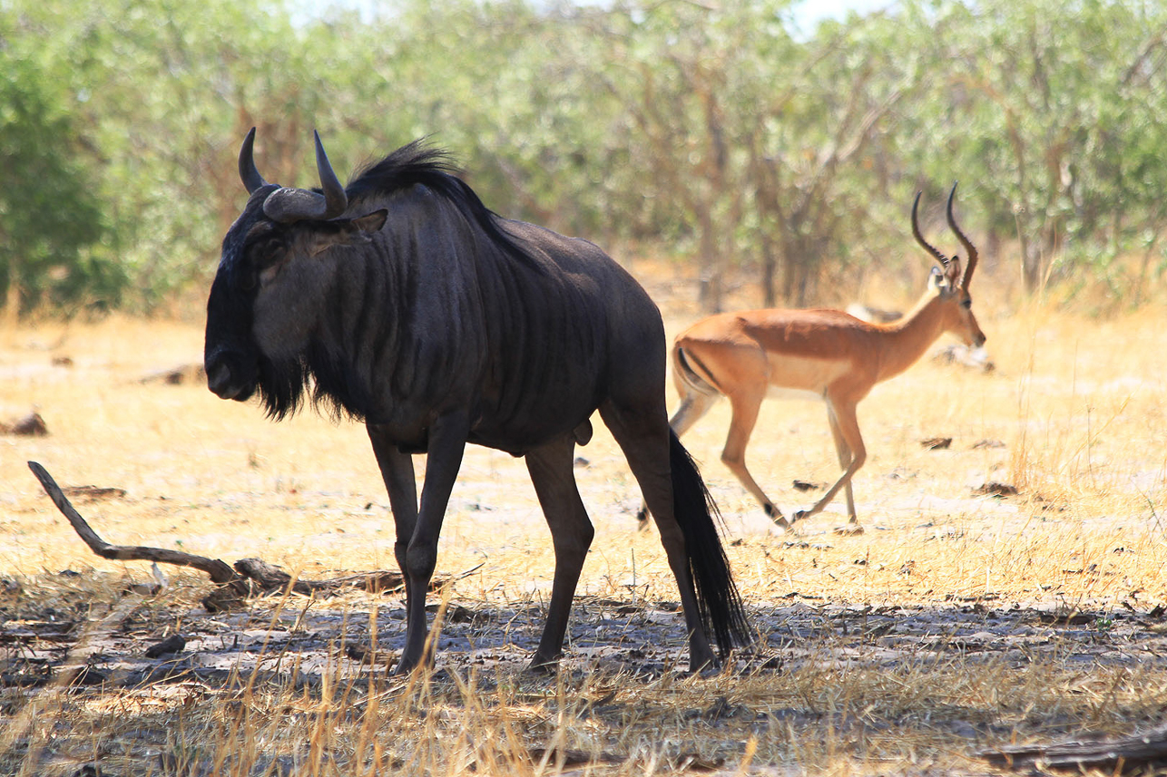 Wildebeest and impala