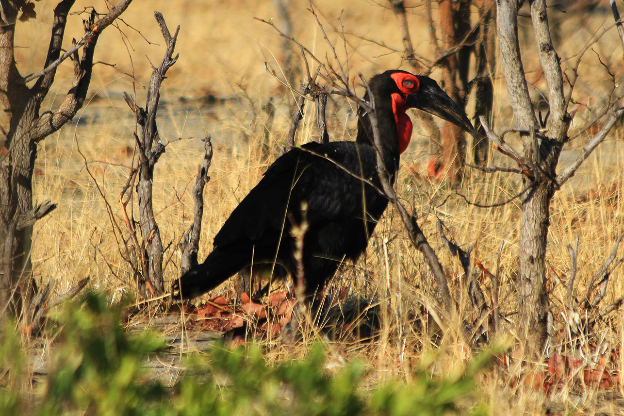 Southern Ground Hornbill