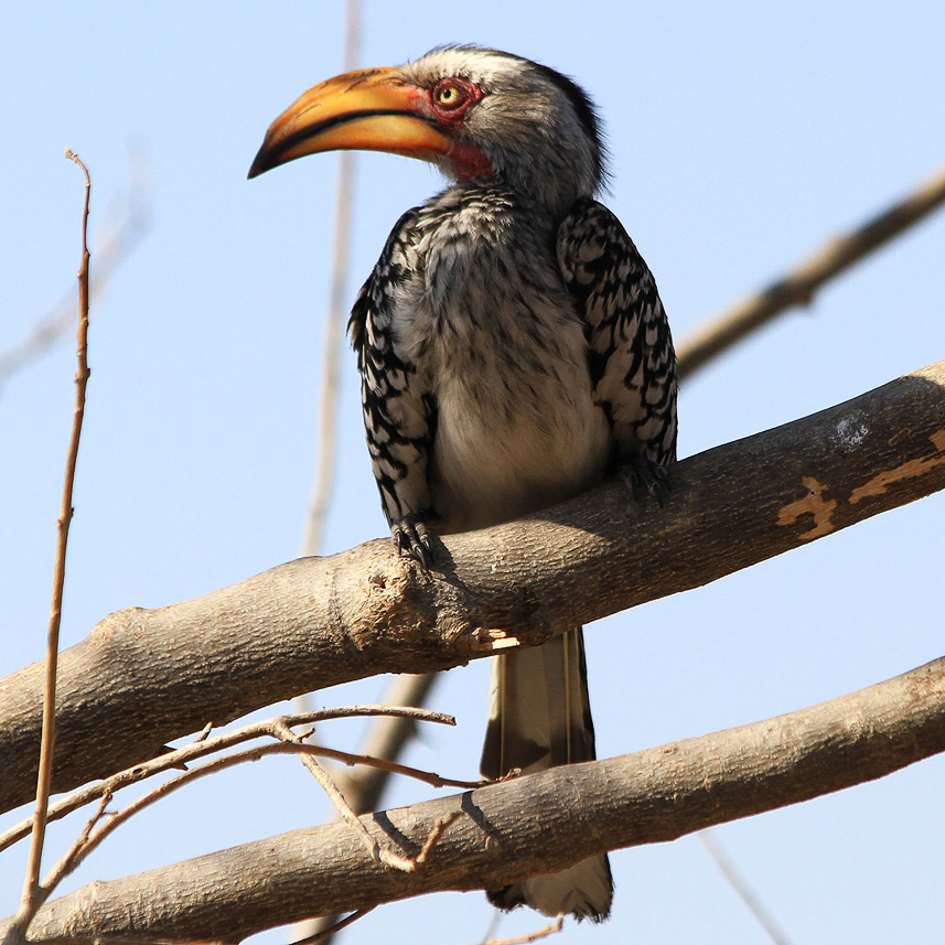 Red-billed hornbill