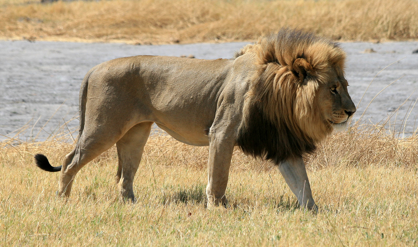 Male lion leaving the zebras, coming to us