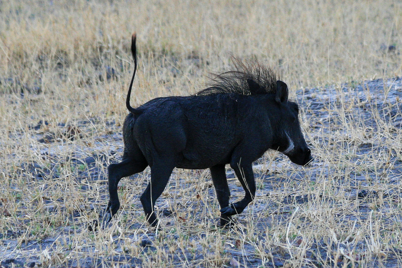 Pumba (warthog), running with the tail up in the air