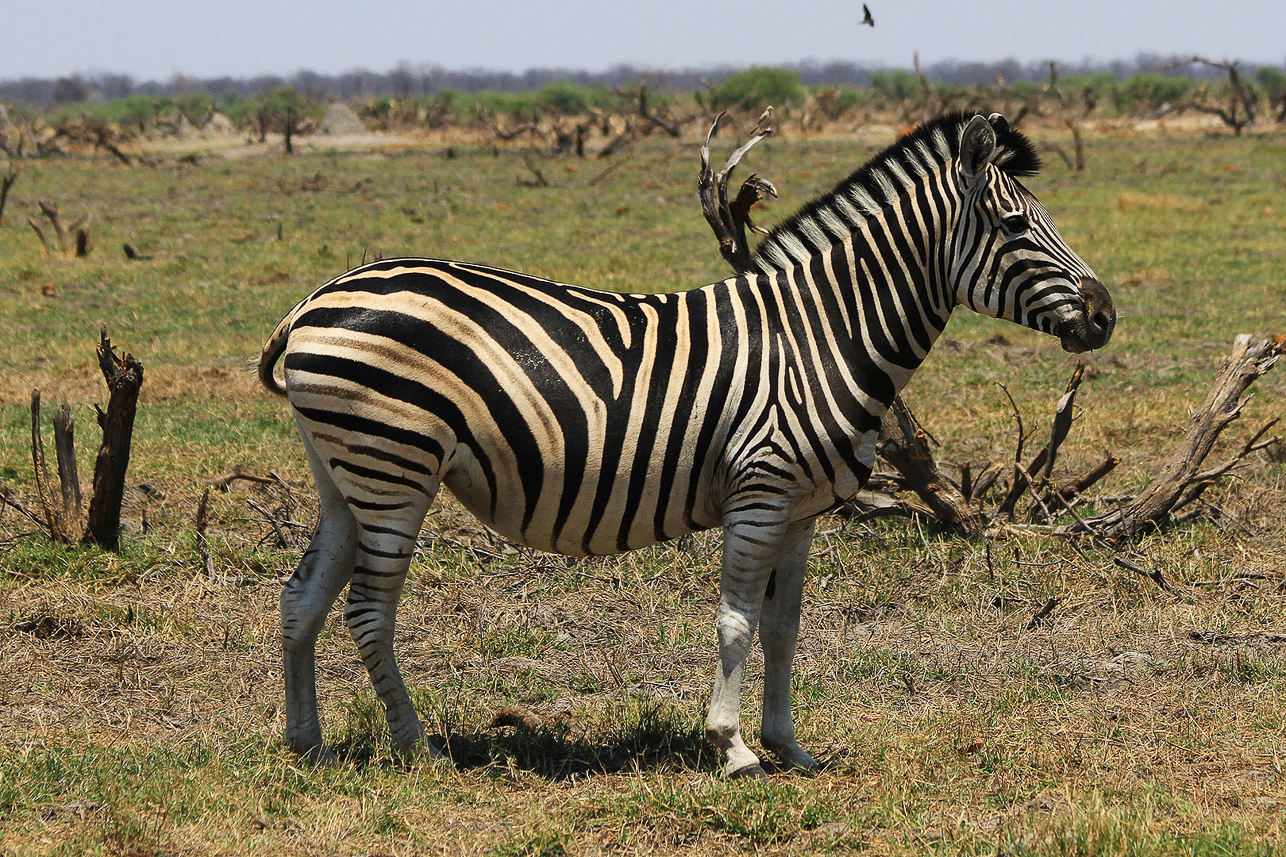 Zebra