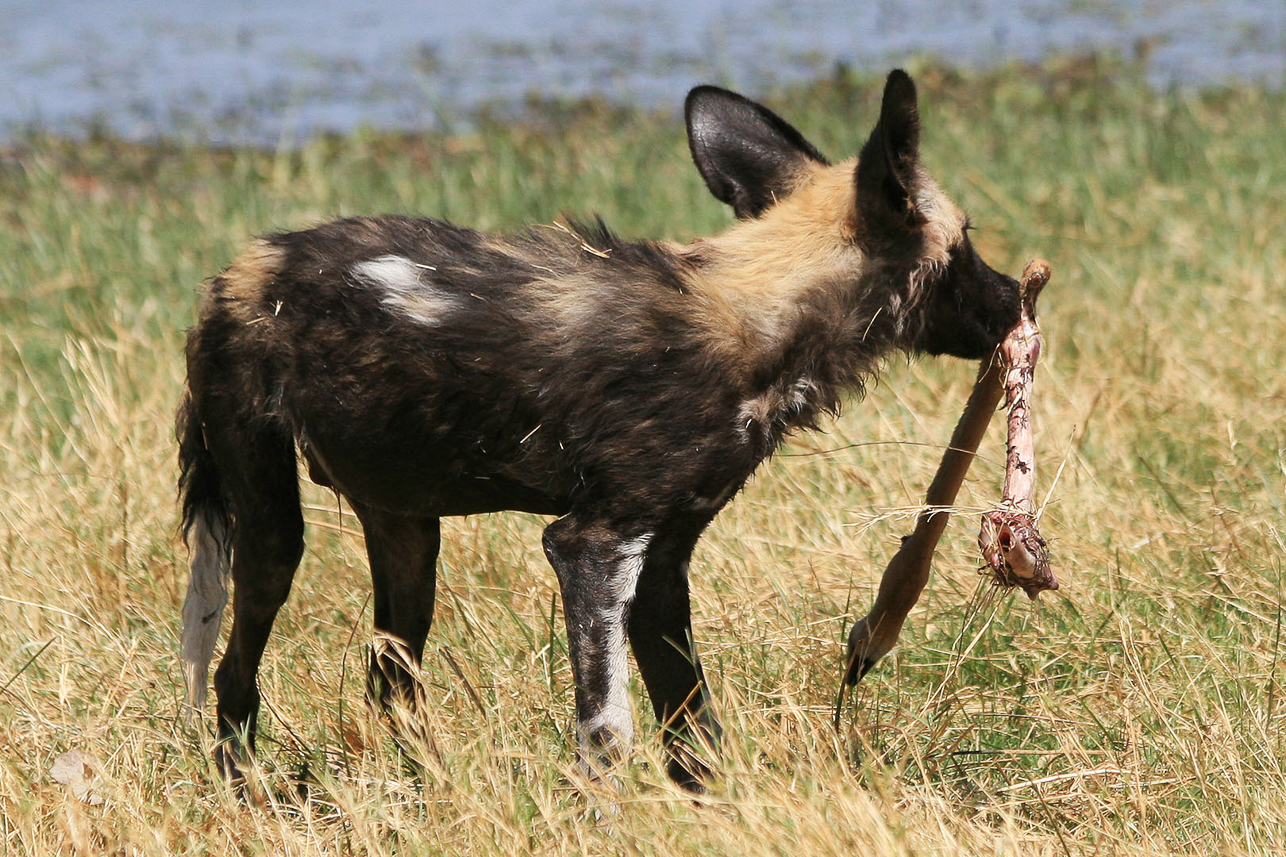 Wild dog and impala leg ?