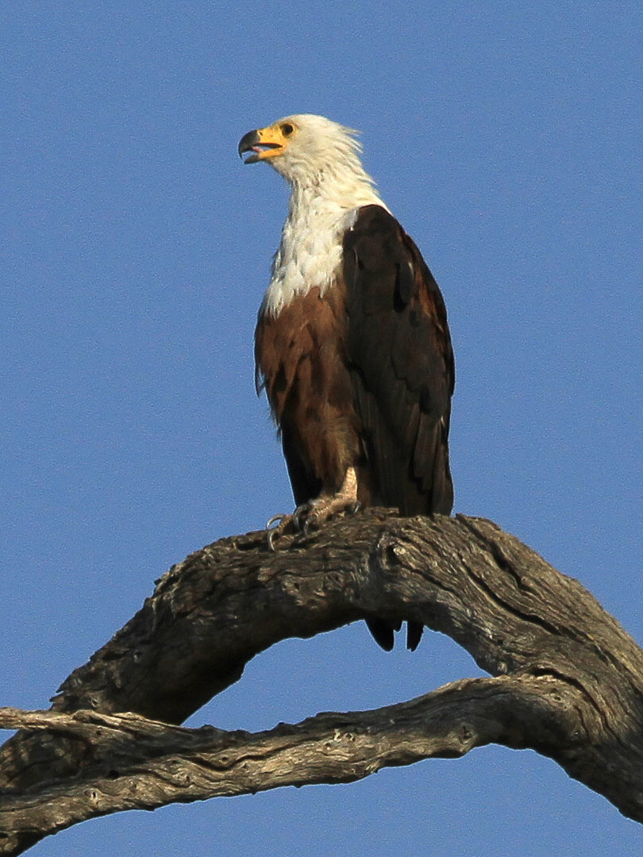 Fish eagle