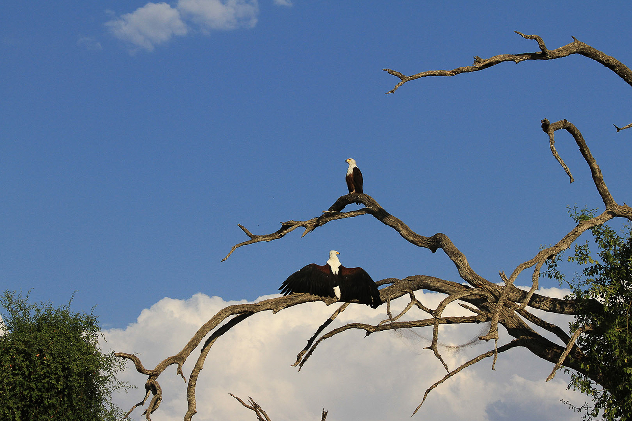 Fish eagles