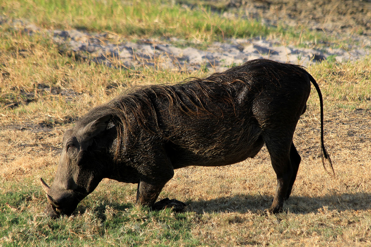 Warthog, going down on the knees to eat (they have a stiff neck)