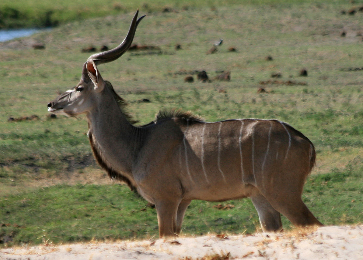 Kudu