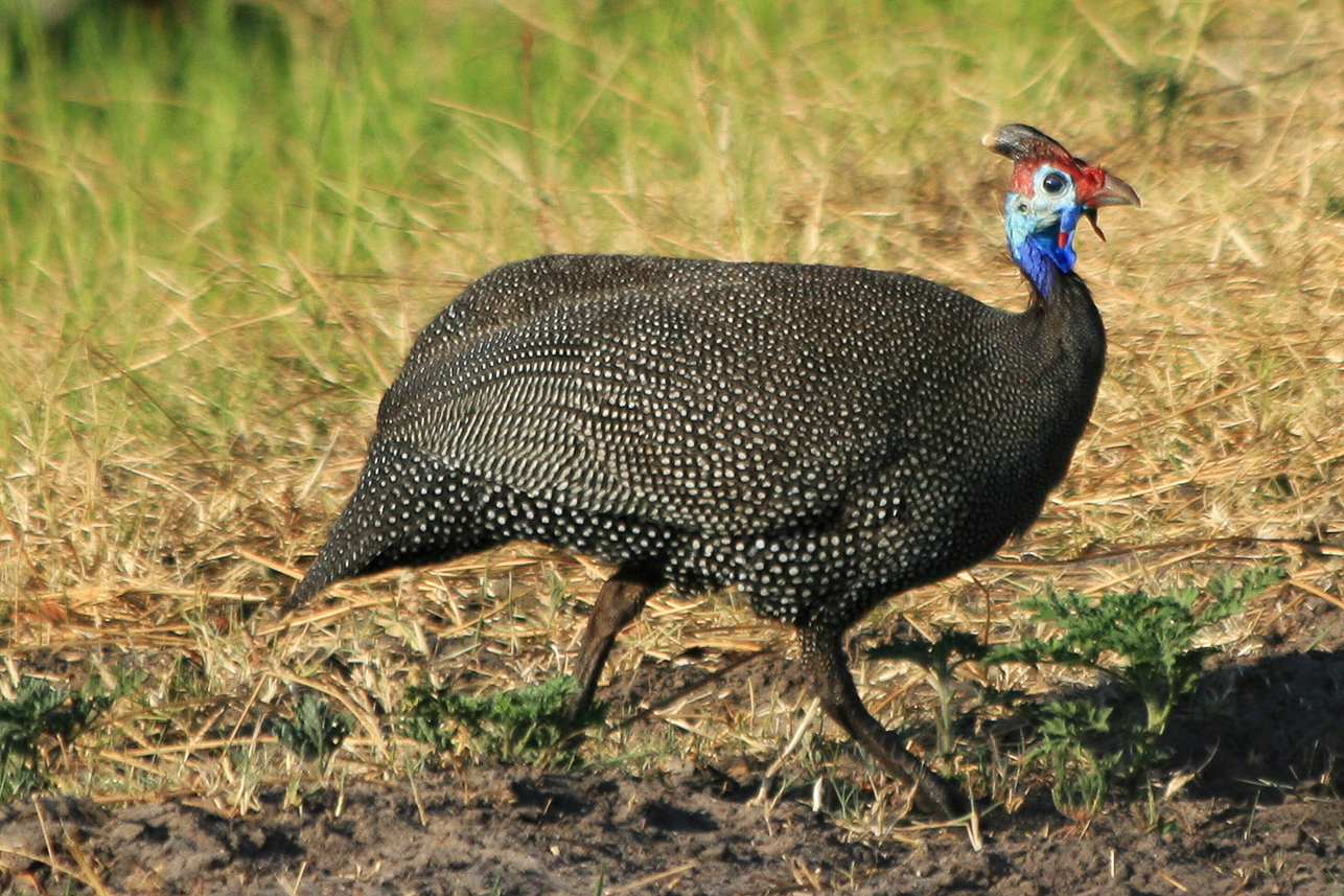 Guinea fowl