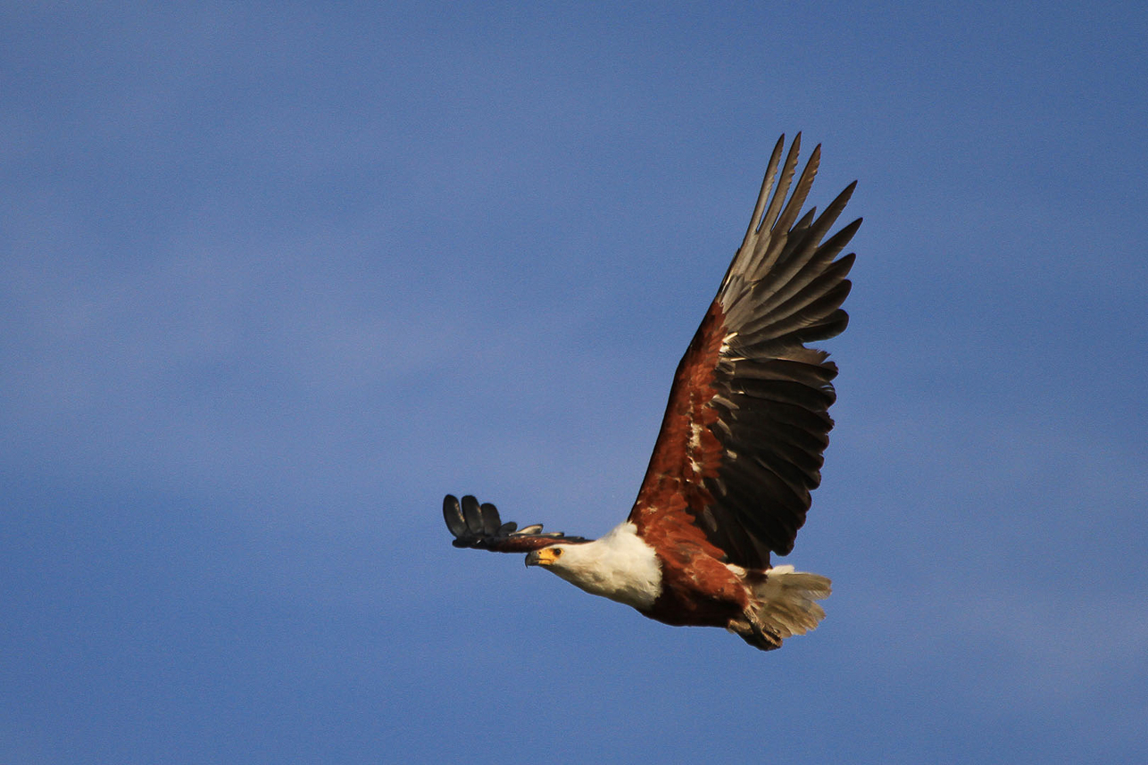 Fish eagle