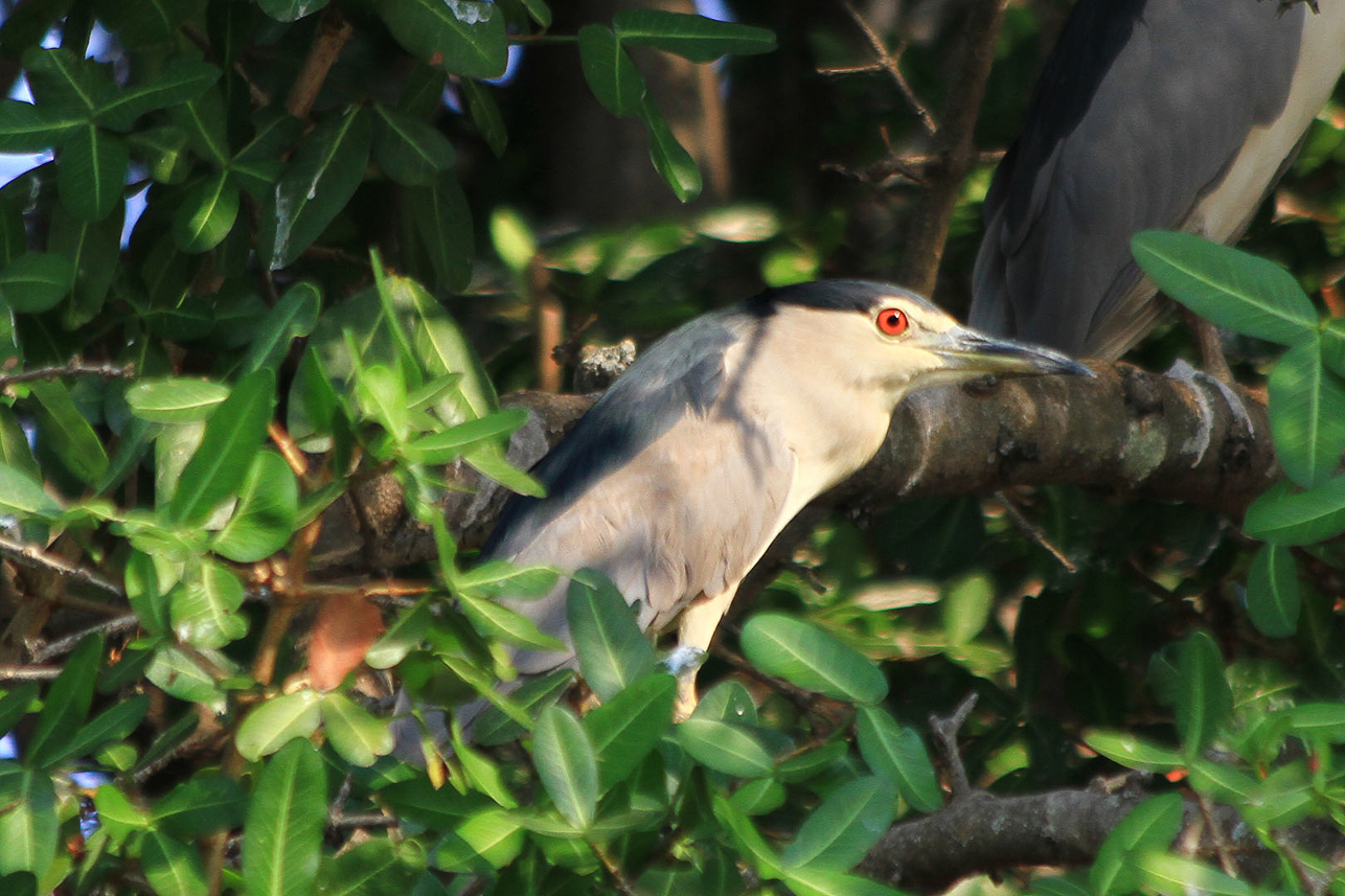 Black crowned night heron