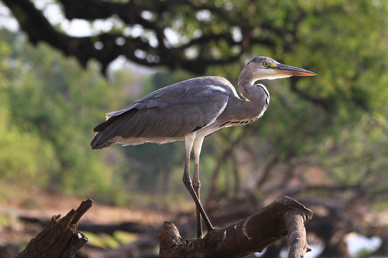 Grey heron