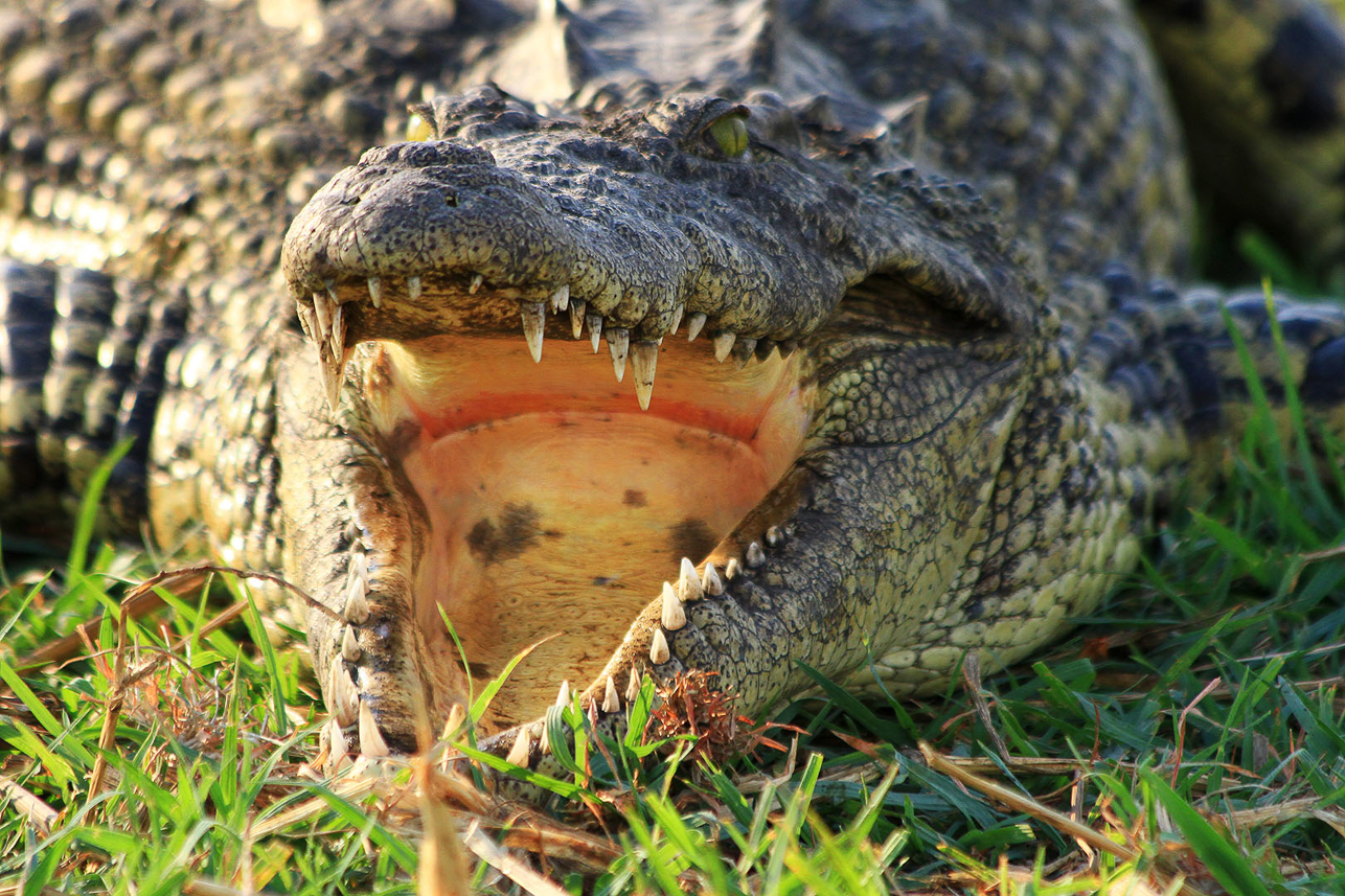 Crocodile mouth