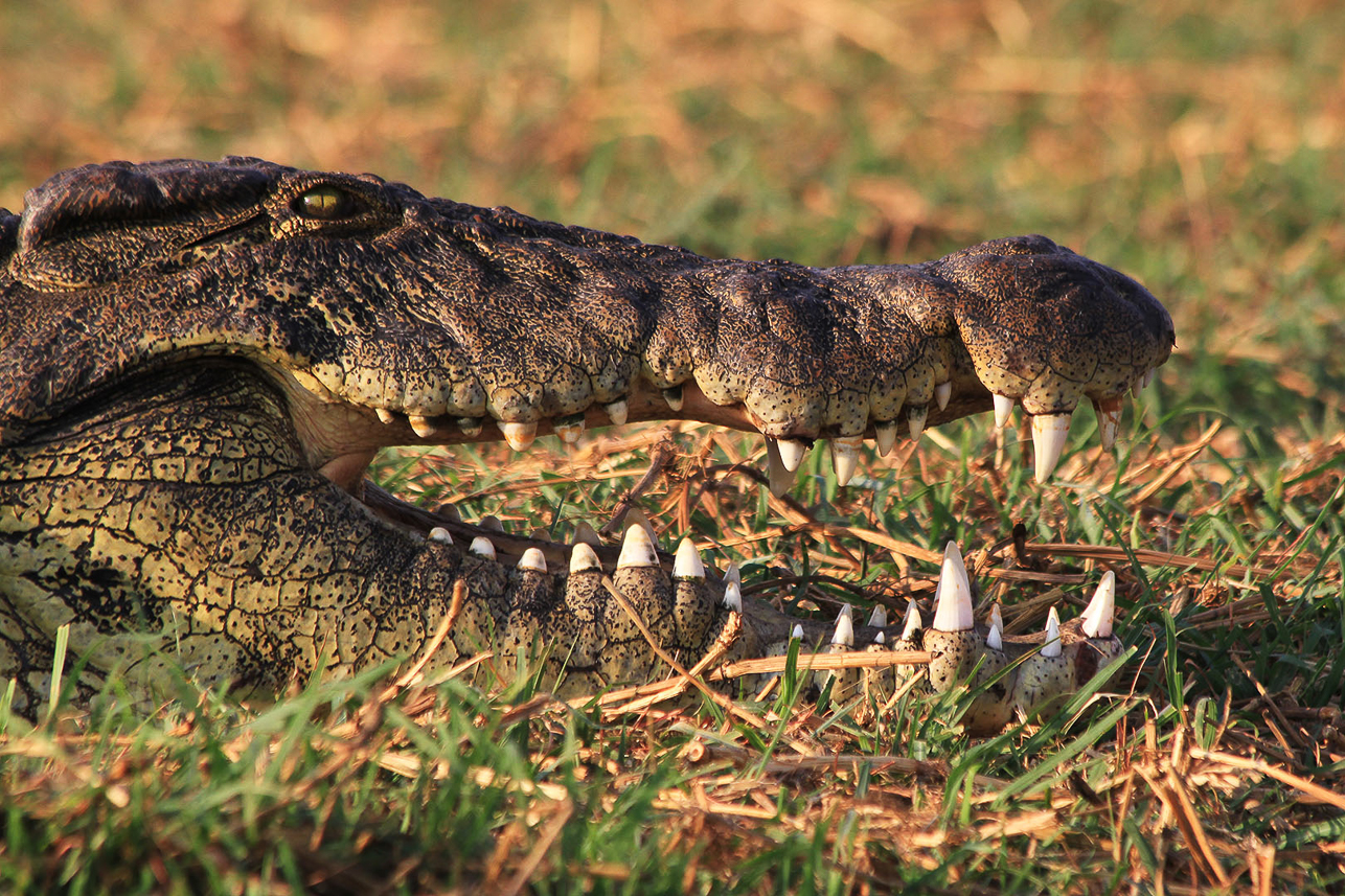 Crocodile teeth