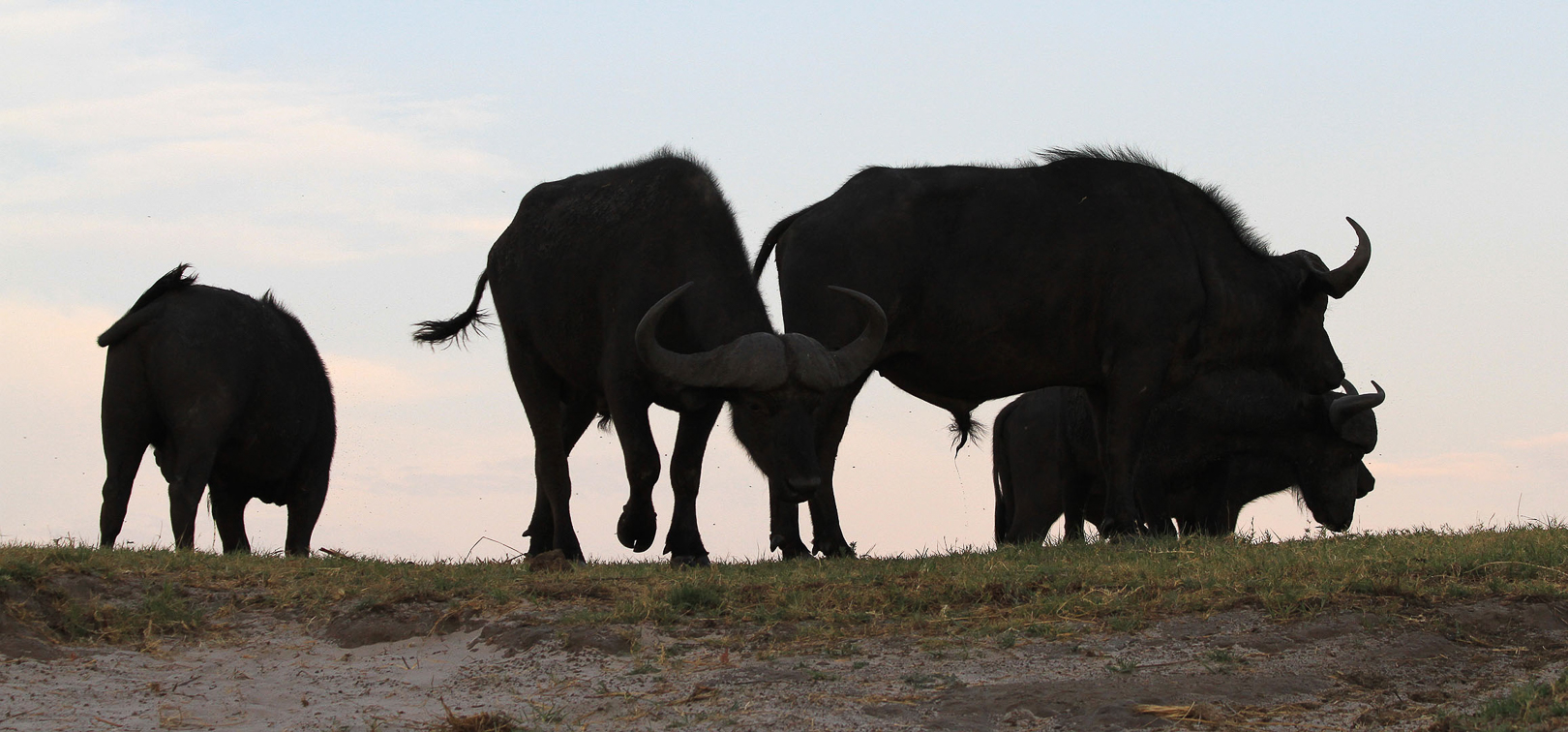 Buffalos