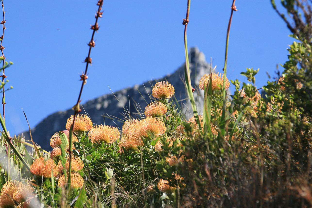 Protea and Table Mountain