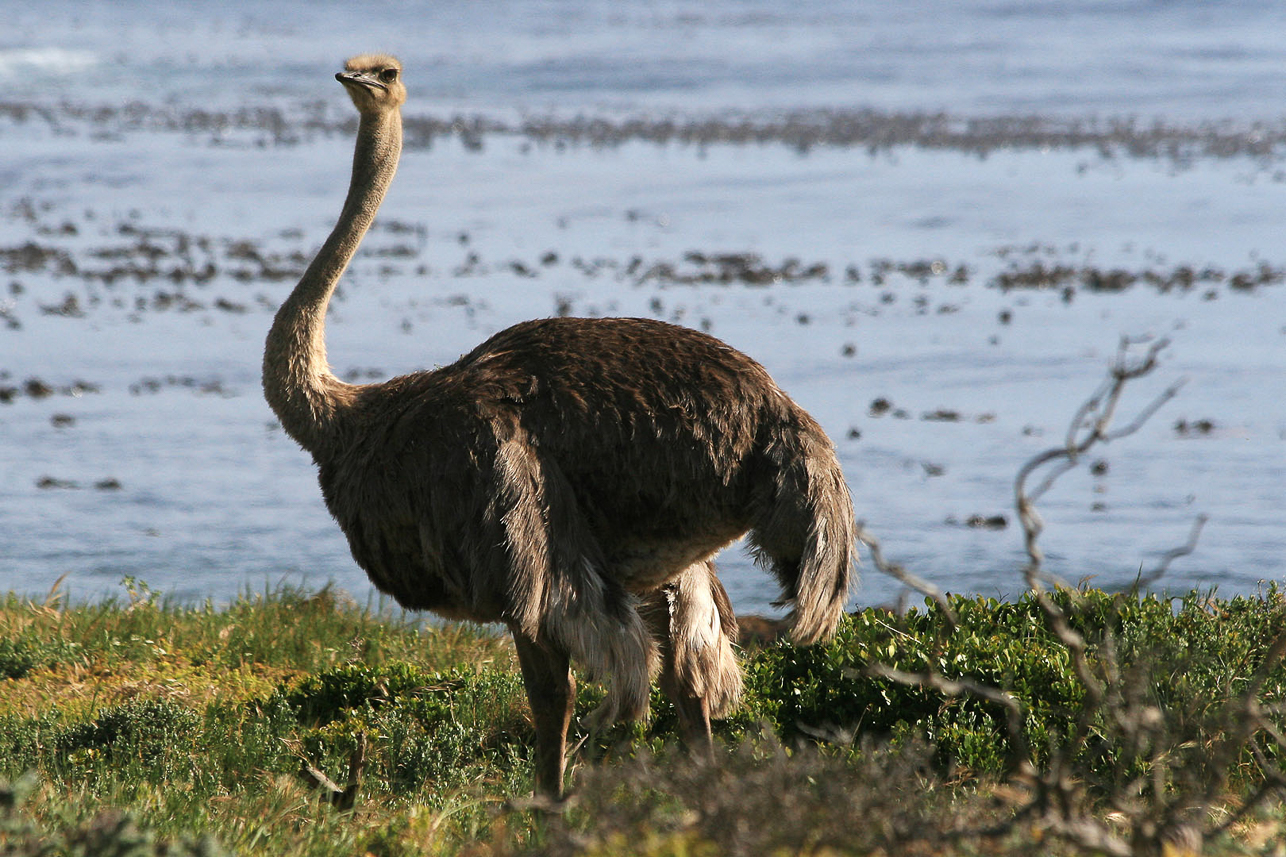 Ostrich