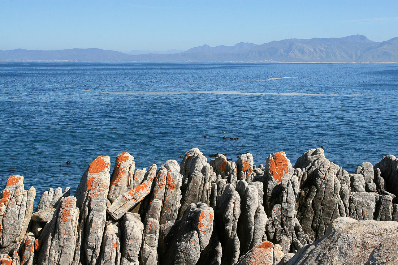 Bay with whales