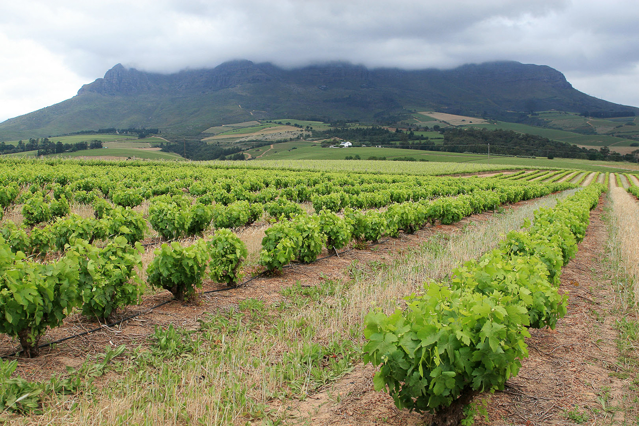 Vineyards at Stellenbosch