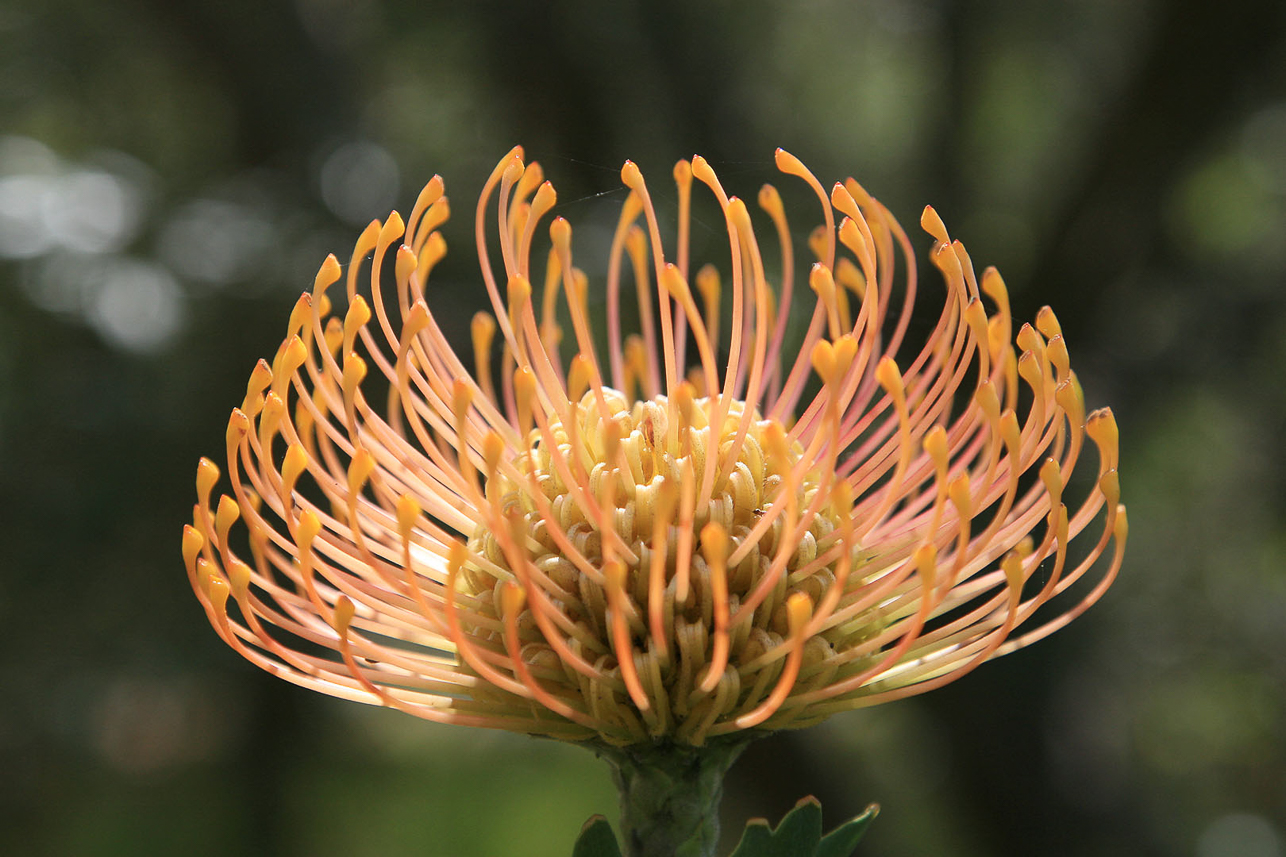 Protea