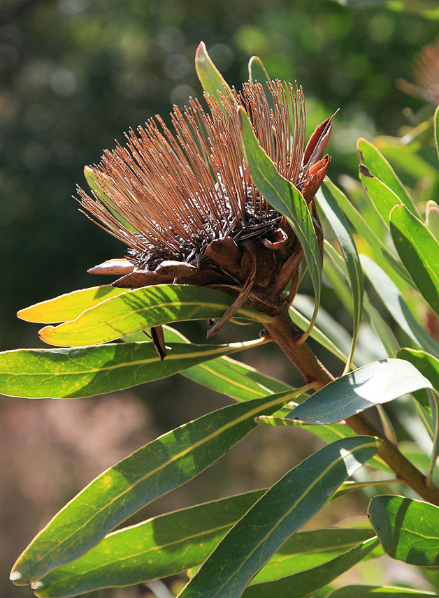 Protea