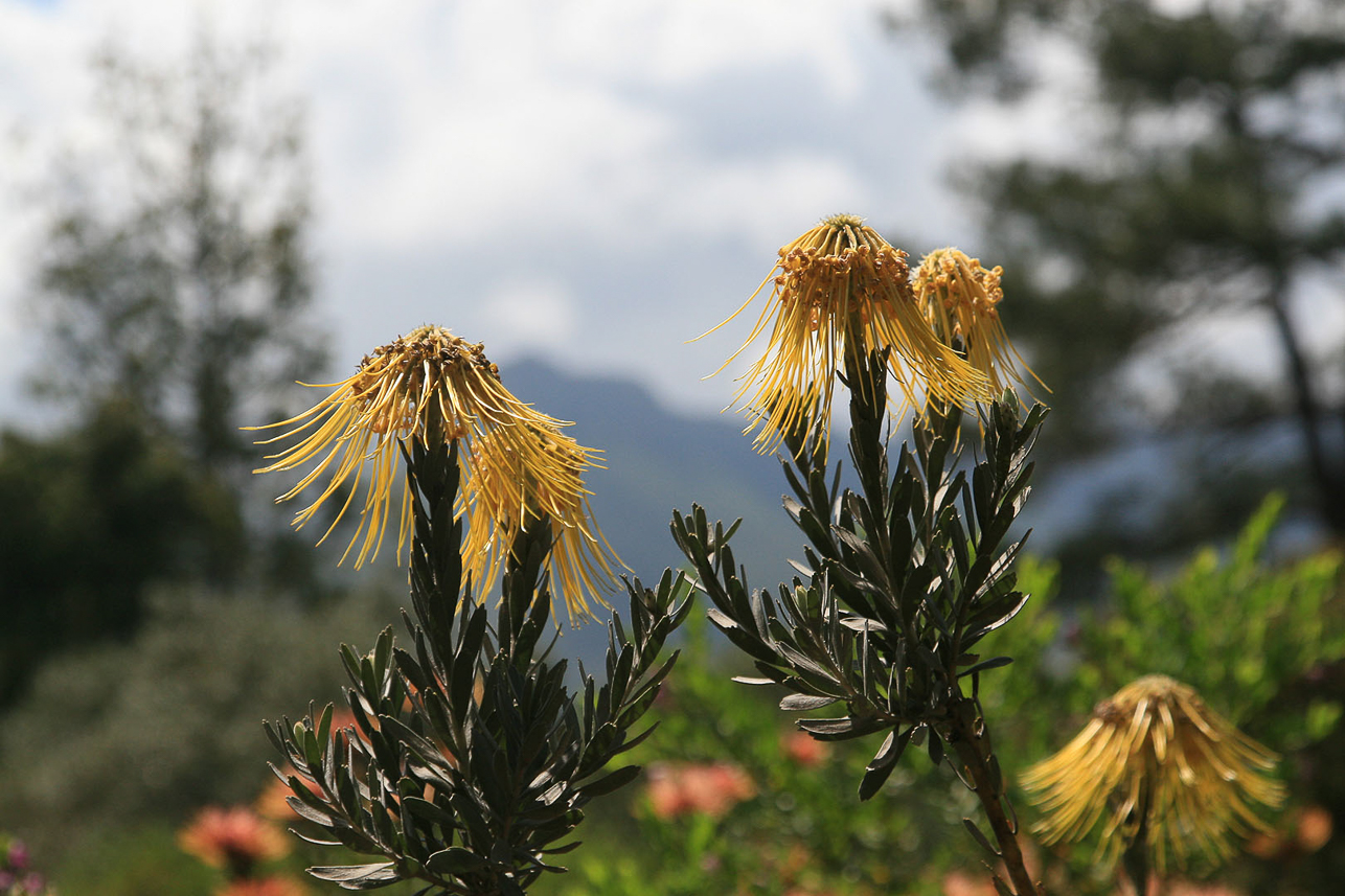 Protea