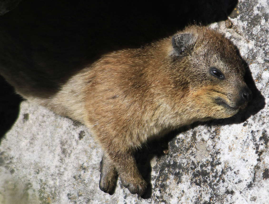 Rock hyrax ("klippgrävling" in Swedish) on top of Table Mountain