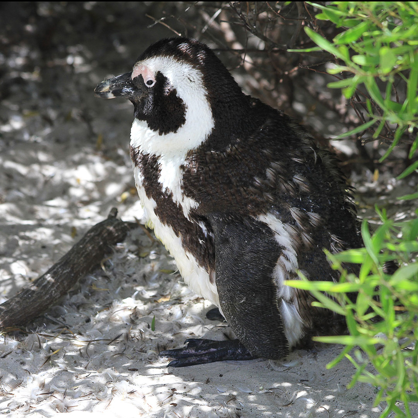 African penguin