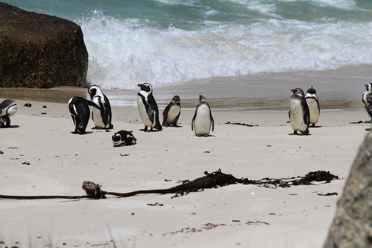 African penguins at Boulders Beach