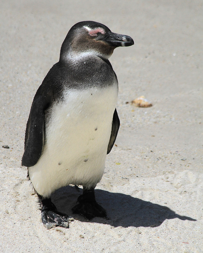 Penguin