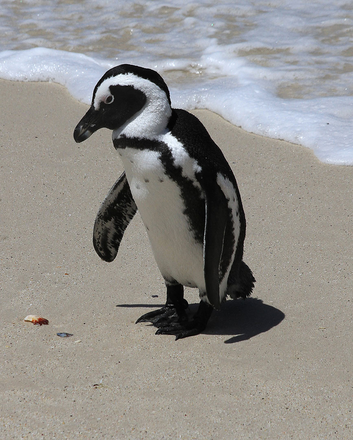 Penguin