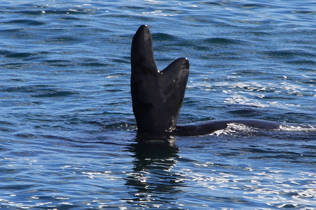 Southern Right Whale