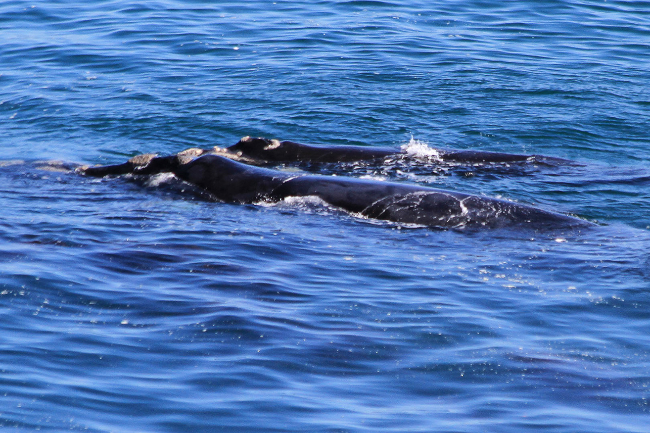 Southern Right Whales