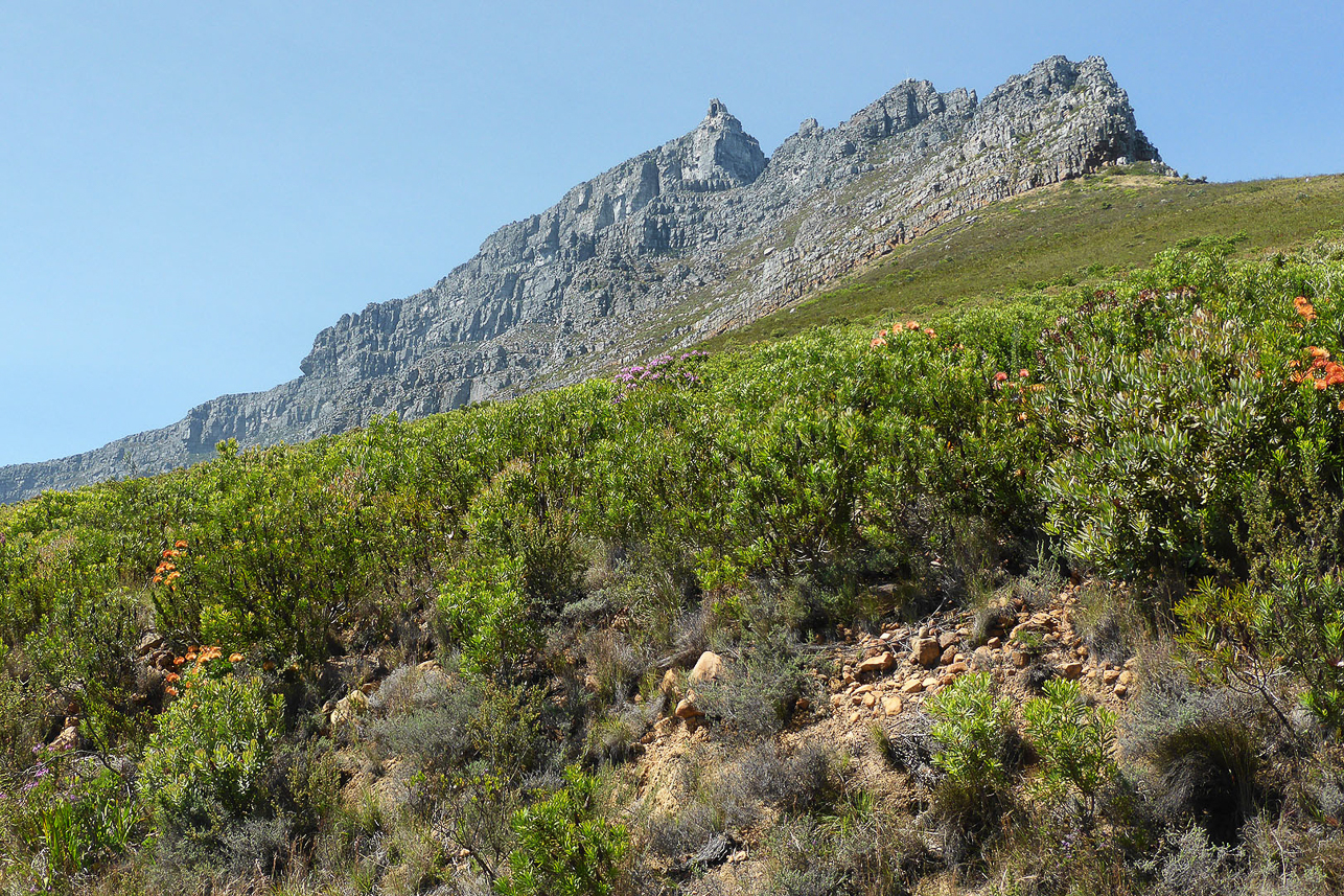 Table mountain