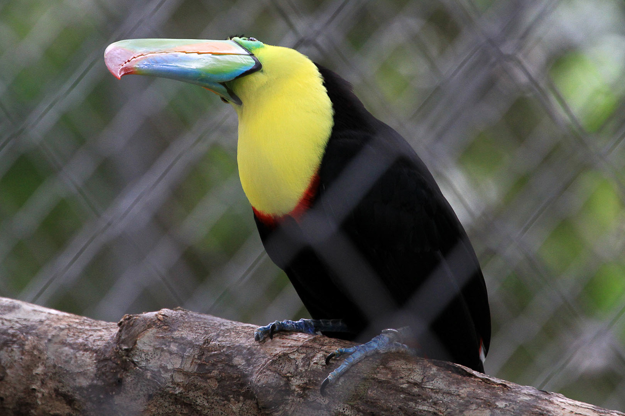 Toucan (park)