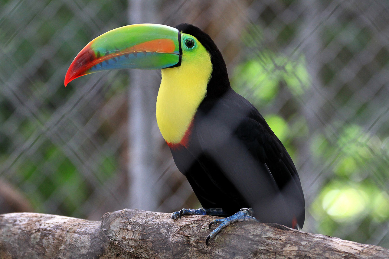 Toucan (park)