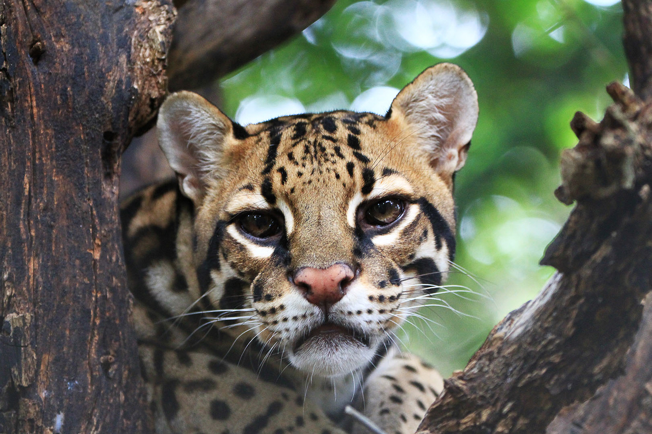 Ocelot (in the park)