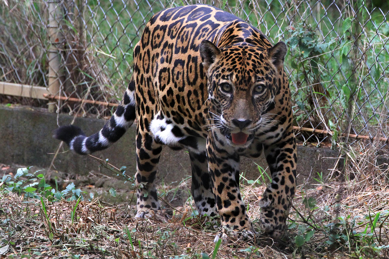 Jaguar (park)