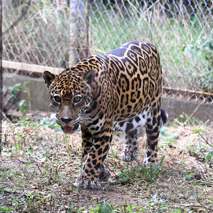 Jaguar (park)