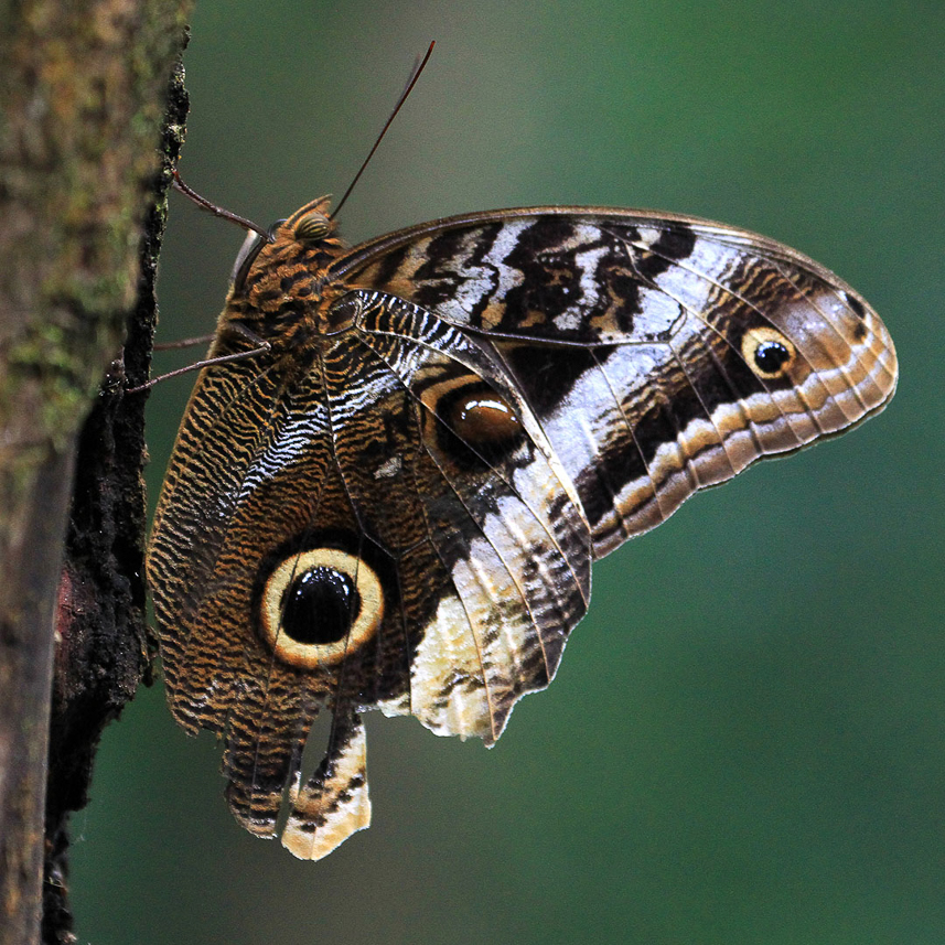 Owl Butterfly (one of the largest butterflies in the world)